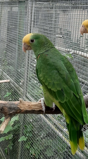 junge Doppelgelbkopfamazone