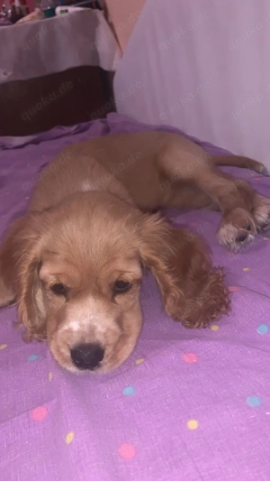 Kocky sucht eine neue Familie. 