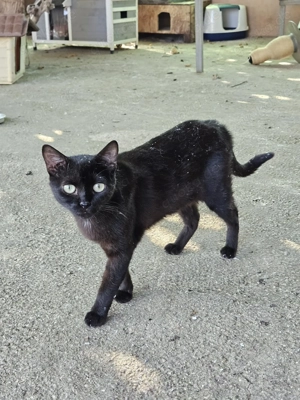 der zweijährige Kater Itzal wartet seit 2 Jahren im Tierheim  Bild 4