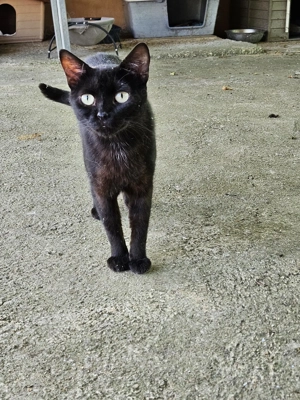 der zweijährige Kater Itzal wartet seit 2 Jahren im Tierheim  Bild 5