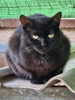 der zweijährige Kater Itzal wartet seit 2 Jahren im Tierheim  Bild 3