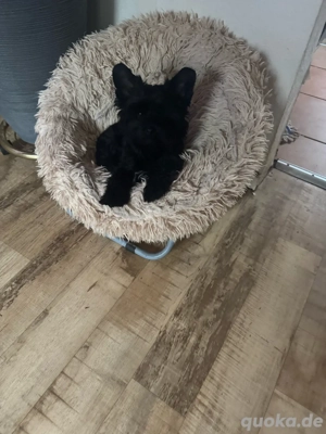 Yorkshire Terrier in Black Paerl  Bild 3