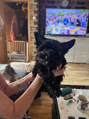 Yorkshire Terrier in Black Paerl  Bild 2