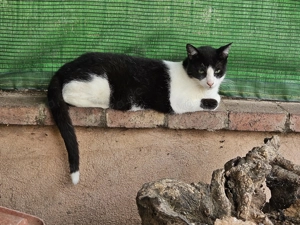 die zweijährige Katze Marilyn wartet seit 2 Jahren im Tierheim