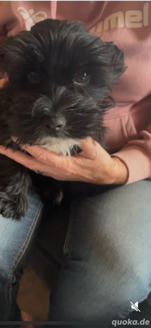 Yorkshire Terrier Welpe in Black Pearl 