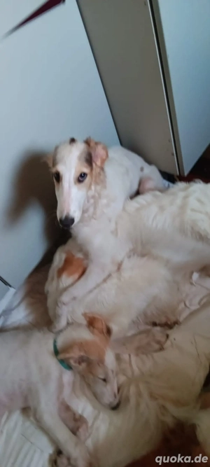 russische Windhunde suchen ein Zuhause 