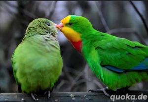 Sittiche und Finken
