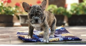 Französische Bulldoggen Welpen suchen ein schönes Zuhause