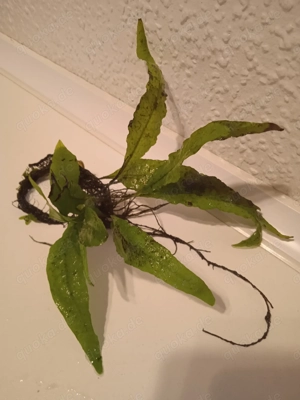 Verschiedene große Javafarn (Microsorum pteropus)