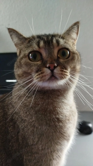 Suche nach zuverlässigen Putzfee