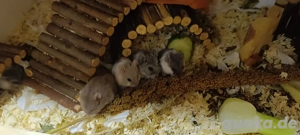 Campbell Zwerghamster Bild 7