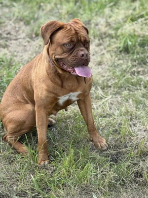 Bordauxdogge Hündin