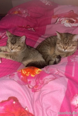 Zwei liebevolle Katzen suchen gemeinsam ein Zuhause   