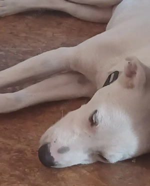 Mimmo, 1 Jahr, a.d.Tierschutz, sucht Happy-Home  Bild 3