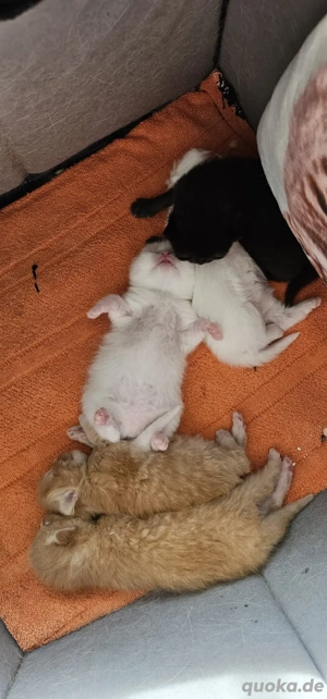 Süsse babykatzen abzugeben 