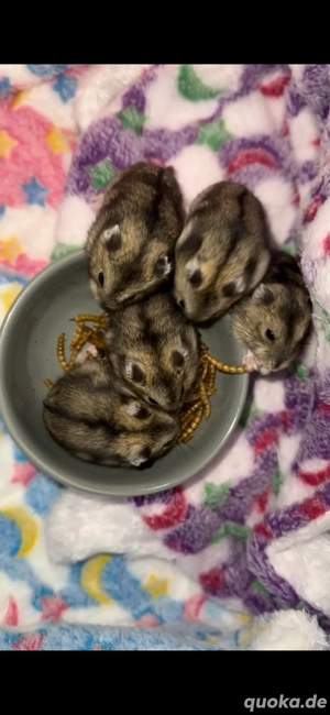 Dsungarische Zwerghamster