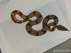 Sunclow boa kahl linie