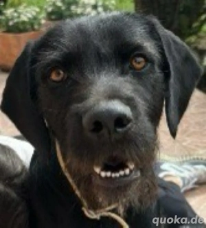 Capko, Black & Beautyful und ein super Begleiter *noch in Kroatien*