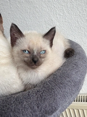 Siam BKH Mix Kitten abzugeben 