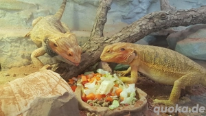 junge Farb-Bartagamen Bartagame Pogona vitticeps 