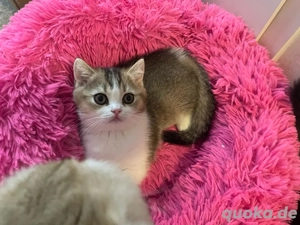 Wunderschönes reinrassiges BKH Katerchen mit Stammbaum!