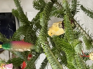 10 Kanarienvögel aus Hobbyzucht