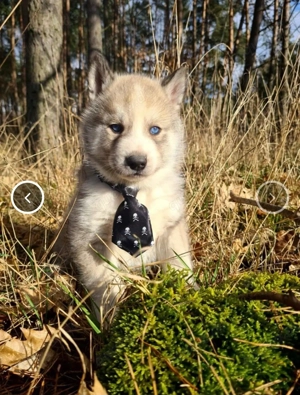 Pomsky -Shiba -Akita