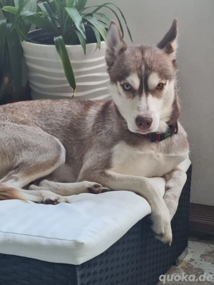 Husky-Hündin aus liebevoller Hand abzugeben Bild 4