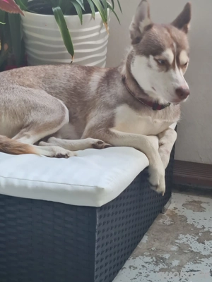 Husky-Hündin aus liebevoller Hand abzugeben Bild 2