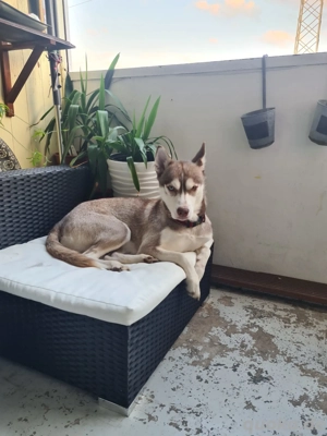 Husky-Hündin aus liebevoller Hand abzugeben Bild 5