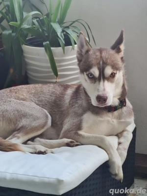 Husky-Hündin aus liebevoller Hand abzugeben Bild 3