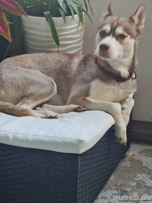Husky-Hündin aus liebevoller Hand abzugeben