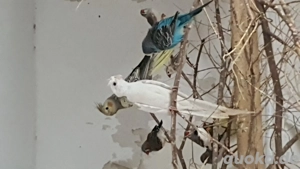 NYmphensittiche    Bild 2