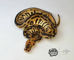 0.1 Batman aka Leopard Spotnose Clown, Königspython