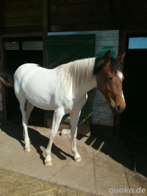 2 Jahre alte Stute 