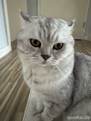 BKH Deckkater   geimpft&gesund 