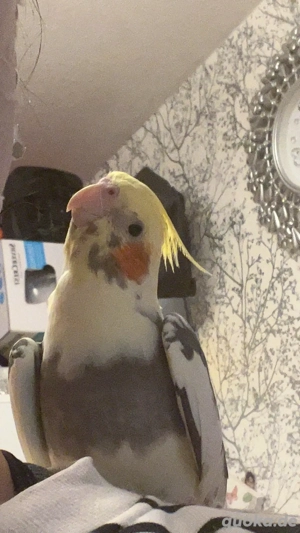 Nymphensittich  in liebevolle Hände abzugeben