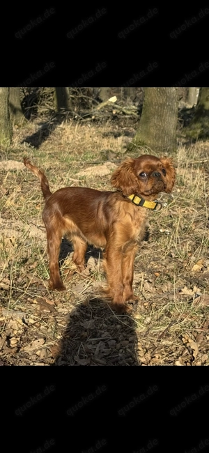 King Charles Spaniel Hündin ruby