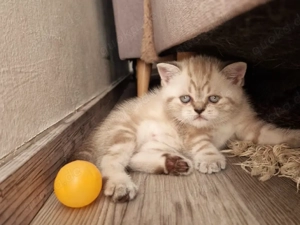 Vier Britisch-Kurzhaar-Kätzchen suchen ein liebevolles Für-immer-Zuhause