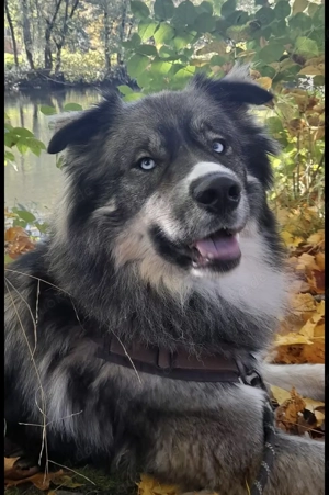 Kuschelbärchen sucht seine Herzensmenschen