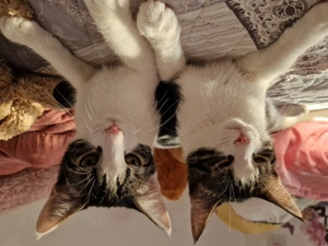 Schwestern abzugeben  Bild 2