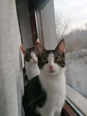 Schwestern abzugeben 