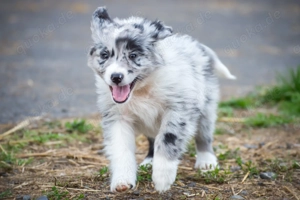 Bezaubernde Aussie Welpen * blue merle * red tri * black bi *blaue, grüne Augen *