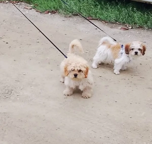 Hundewelpen Bichon verkaufen