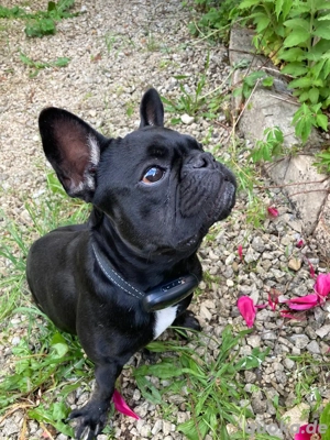 Französische Bulldogge