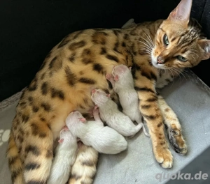 snow lynx mink und braune Bengal Kitten  Bild 6