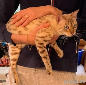 snow lynx mink und braune Bengal Kitten  Bild 7