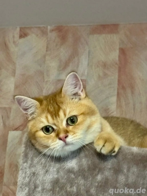 Reinrassige BKH Kitten  mit Stammbaum 