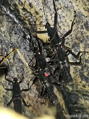 Peruphasma Schultei,  Samtschrecken