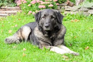 Milla, 4 Jahre - Mischling - Tierhilfe Franken e.V.